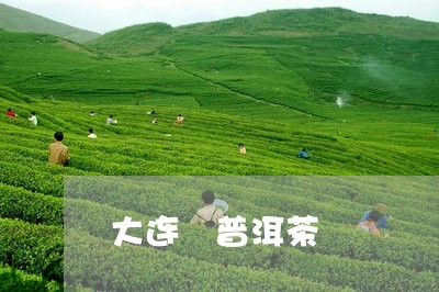 大连 普洱茶/2023042822972